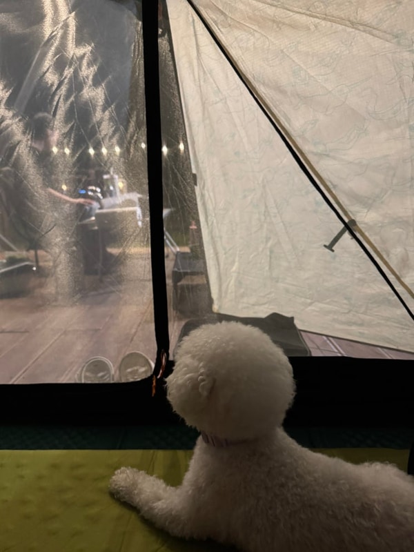 애견동반 가능한 애견 캠핑장 캠핑중DOG