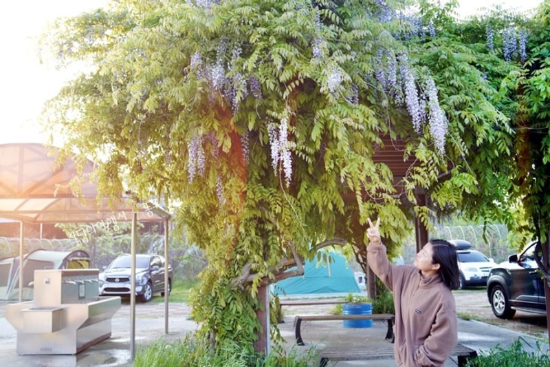 충남 청양 동강리 오토캠핑장 b-18 후기