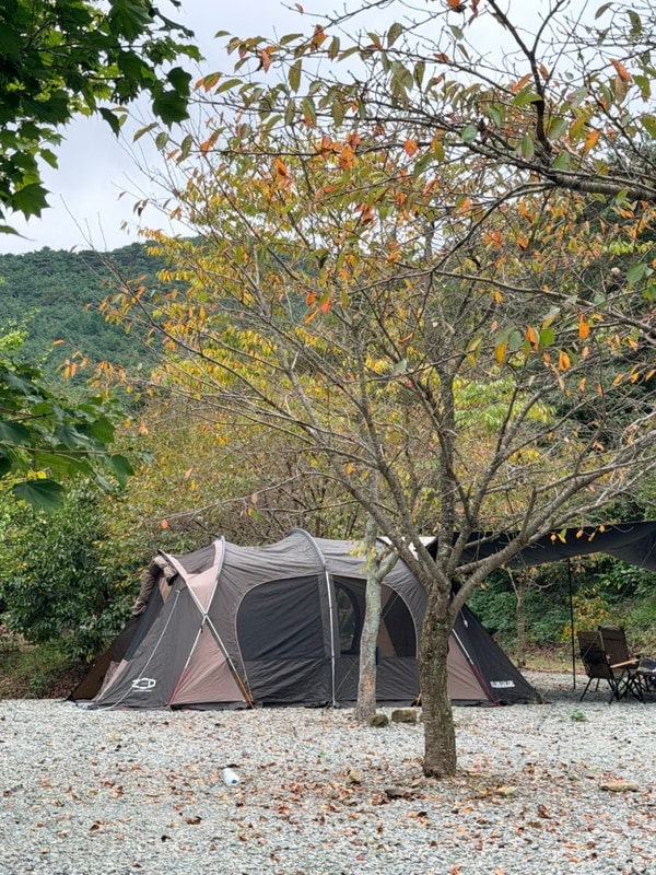전남 나주 시골갬성 캠핑장 광주 근교 자연애스토리 캠핑장 후기