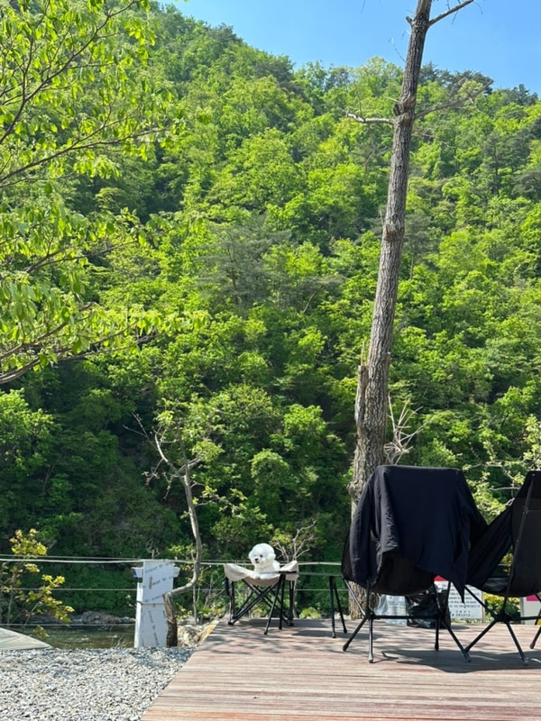 쌀쌀한 5월의 캠핑: 가평 신생 보얀트 캠핑장 (애견동반, B...