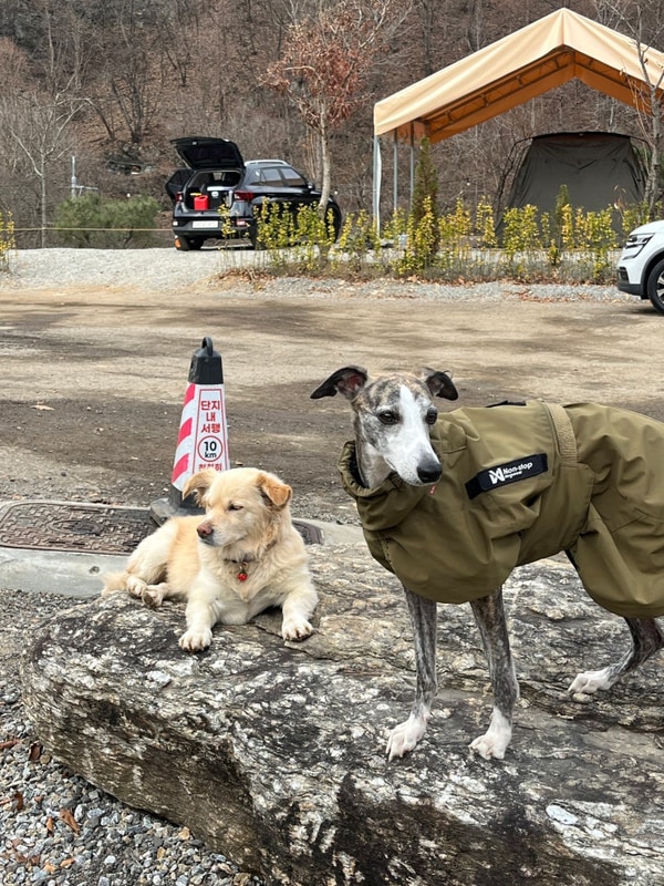 1시간 거리 애견동반 홍천 오도치 캠핑장 B-6 타프존 2박 3일