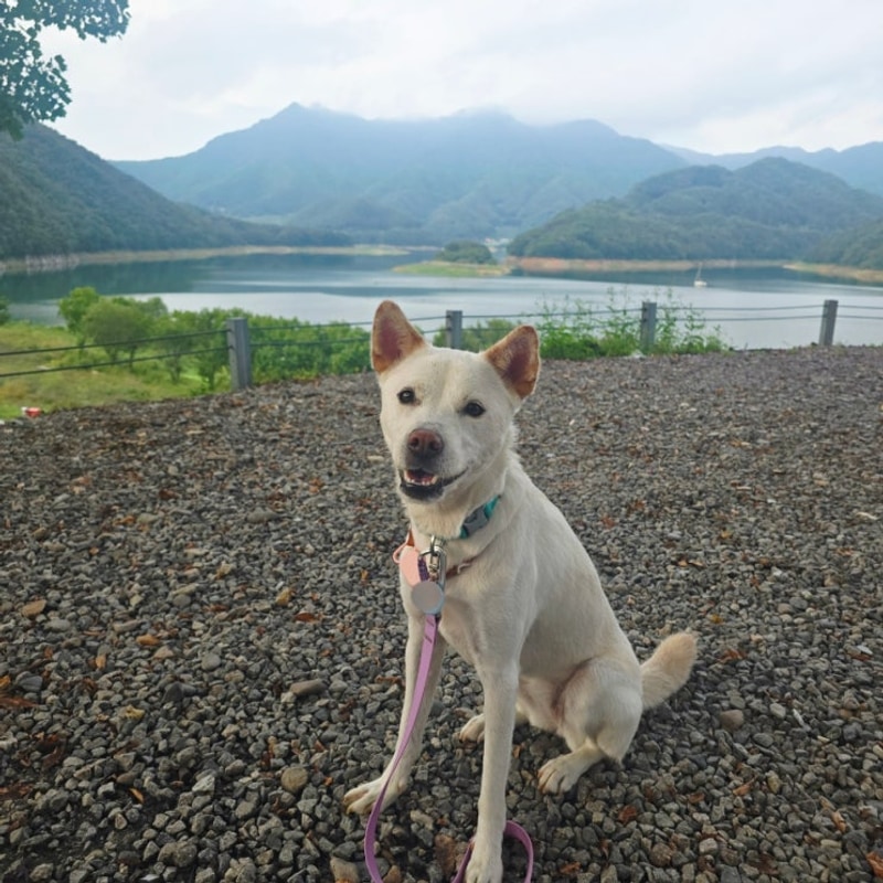 충주 캠핑 808 진돗개 동반 가을 캠핑 일기