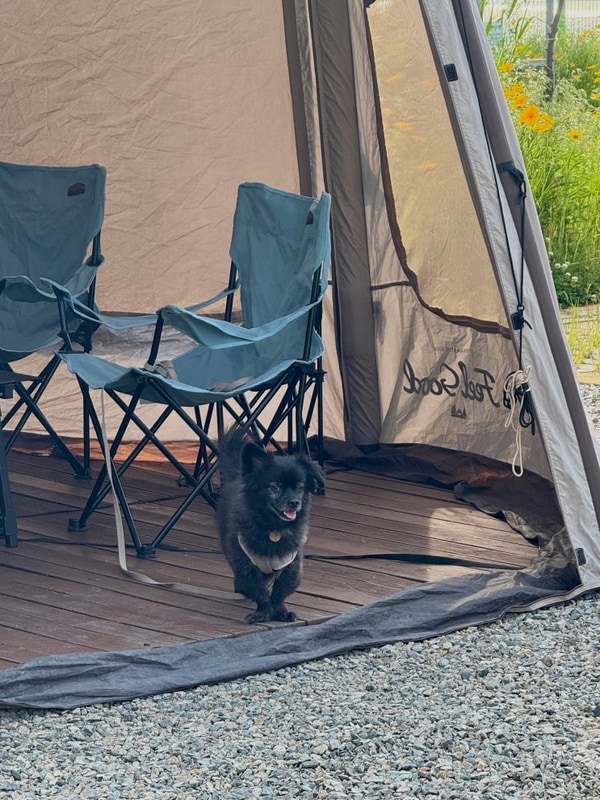 [궁평항] 매향오토캠핑장 화성 우정읍 궁평항 애견 동반...