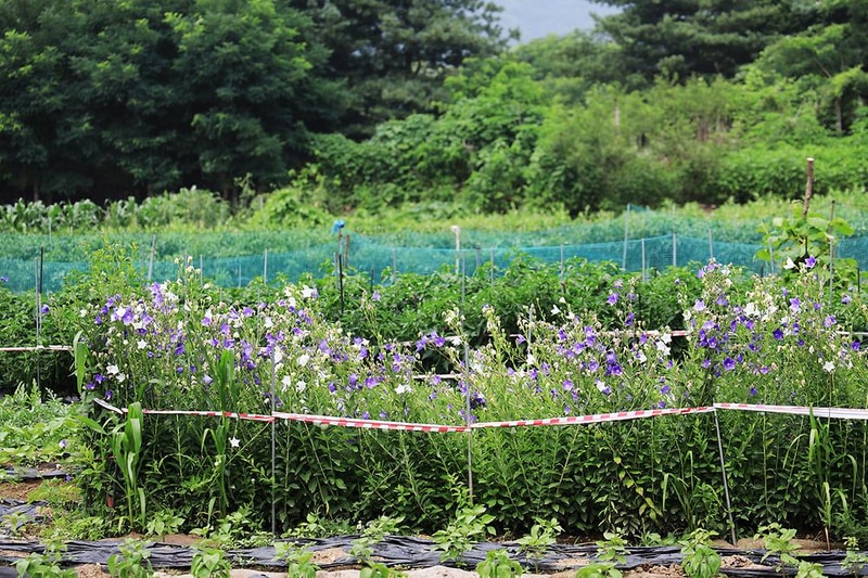 파주쇠꼴마을고고캠핑장 시설 사진 14