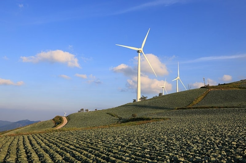 매봉산 천상의 숲(숲속야영장)/태백고원자연휴양림...