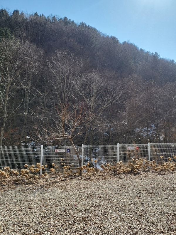 캠핑장 * 인제 마의태자 캠핑장 후기