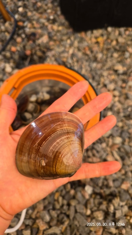 아이랑 백합 해루질 가능한 갯벌체험 별빛갯벌캠핑장...