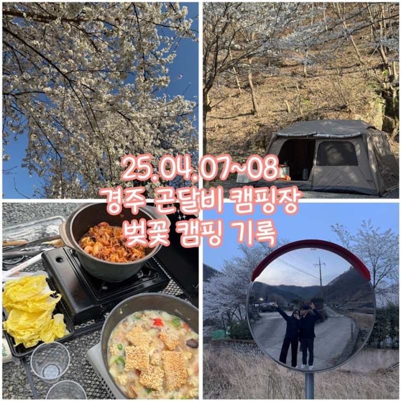 경주 곤달비 캠프 벚꽃 캠핑 기록