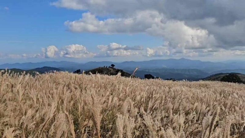 전주•남원 여행 | 황매산억새축제, 광한루, 교룡공원숲속야영장