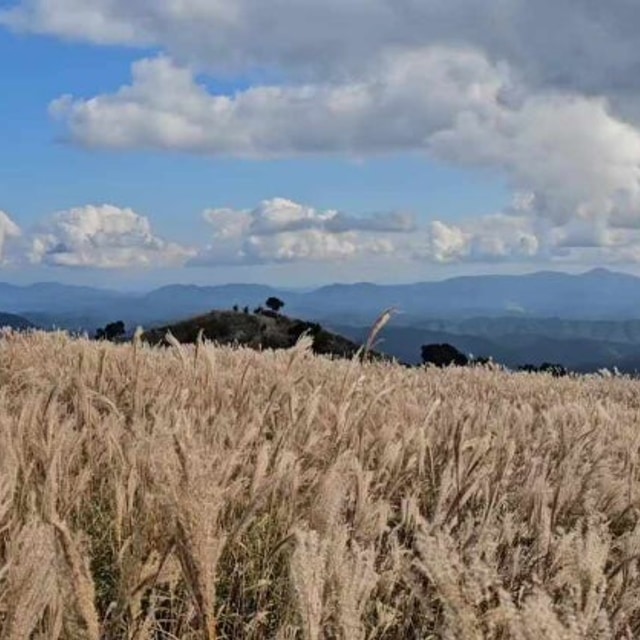 교룡공원 숲속야영장