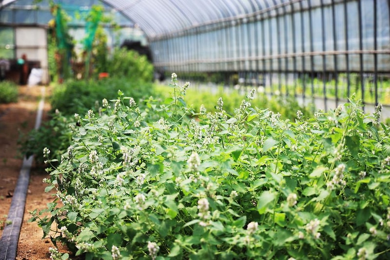 오색허브농원 캠핑장 시설 사진 3