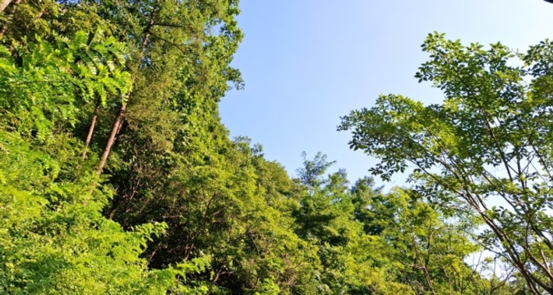 캠핑기록(250822, 생거진천자연휴양림)