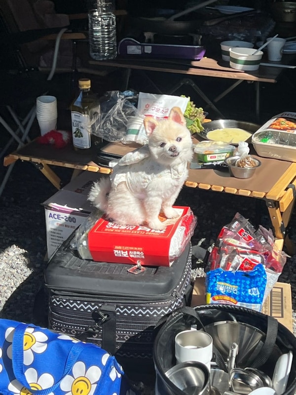 [놀아윰] 가평 읍내리75-1캠핑장 — 계곡소리 들으며 빵떡이랑...