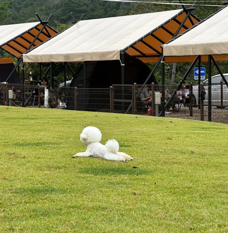 아산 애견동반 캠핑장::캠프정감 2박 3일 (두번째방문)