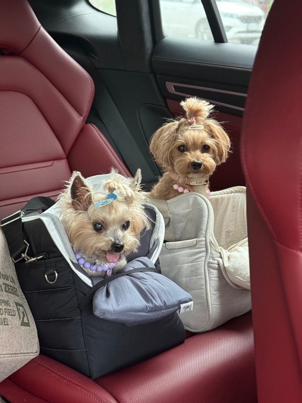 용인휴캠핑장 키즈캠핑장 애견동방가능캠핑장 -우당탕탕...