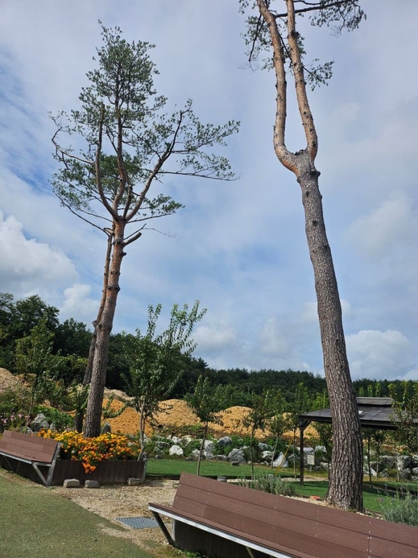 강원도 고성 라벤더캠핑장, 자연 속 힐링 가득한 캠핑 후기