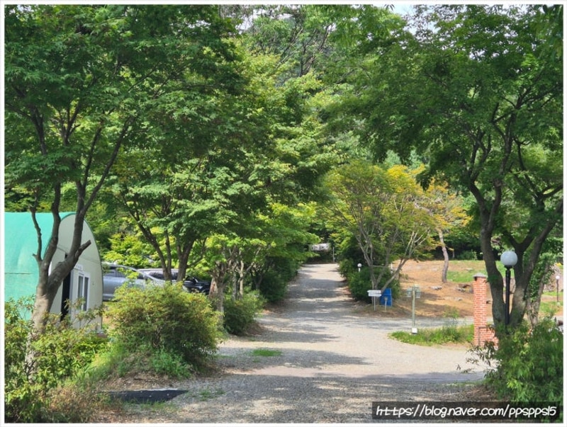 함께하는 옥수수체험 가능한 강원도홍천캠핑장 숲에서놀자