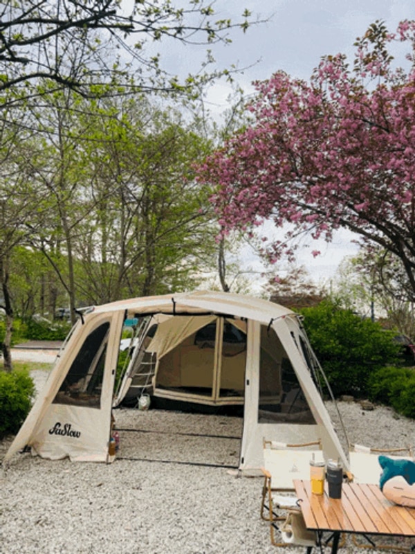 전북 부안 캠핑장 내소힐링캠프 겹벚꽃 캠핑