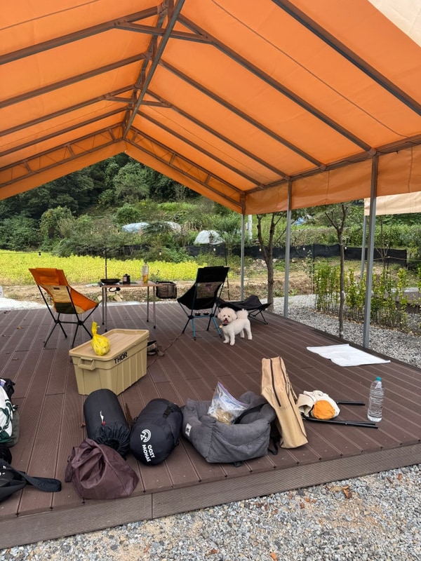 홍천 오도치캠핑장 타프존(A존)  A08 후기 애견동반