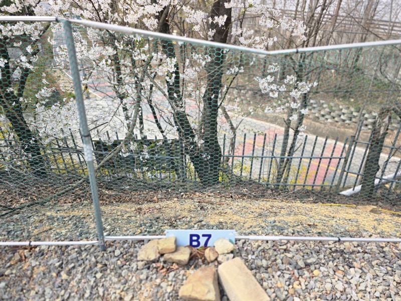 B사이트 명당 벚꽃 캠핑 / 영천 휘명빌리지