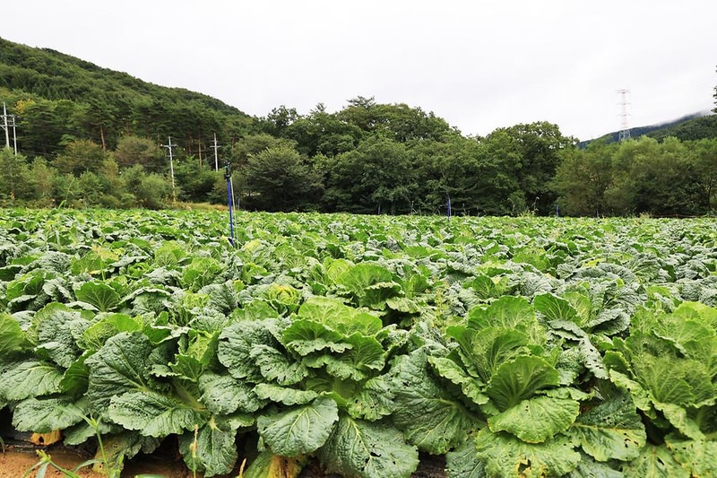 마루지 캠프 시설 사진 15