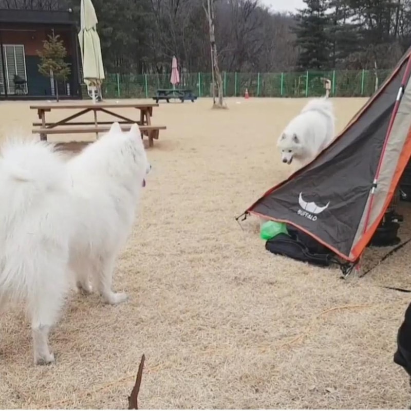 랩도그빌애견캠핑장 시설 사진 20