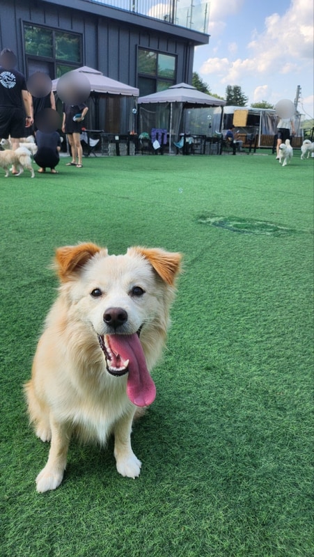 포천 애견동반펜션&글램핑 더히로플레이 그라운드 후기 스압주의