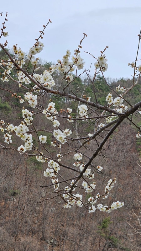 충남 논산[논산 별바라기 캠핑&펜션 : 별사이트 5](4. 3~4. 5)
