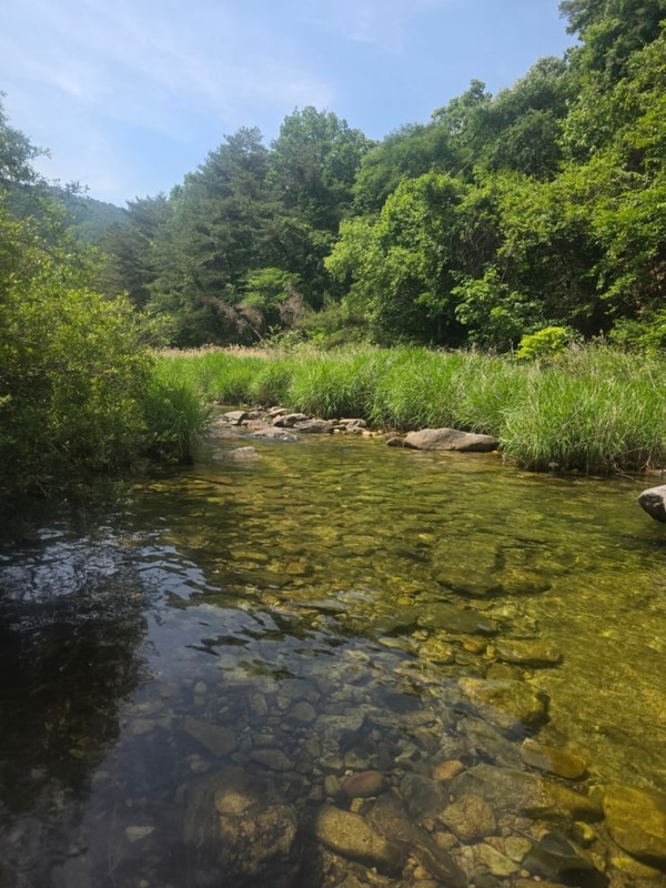 [영월 캠핑장] 한여름에도 캠핑... 계속이 있는 첫물내기 캠핑장