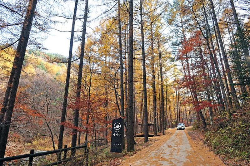 국립청옥산자연휴양림 대표 사진