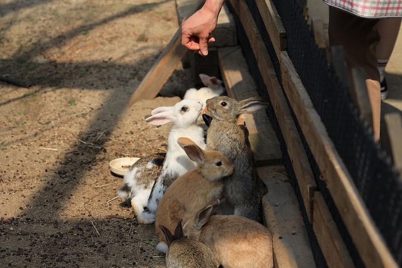 펫힐링 달빛동물원 캠핑장 시설 사진 21