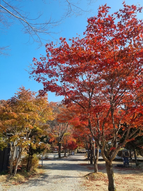 [홍천 캠핑장 숲에서놀자 내돈내산 솔직후기] 홍천 캠핑장에...