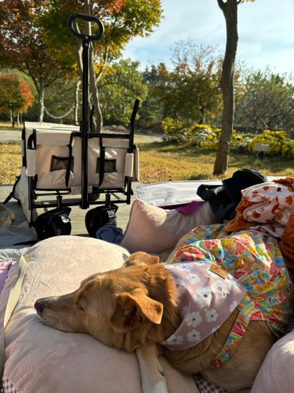 [태안 솔향기길 캠핑장대형견 동반] 대형견 동반ㅣ우당탕탕 첫...