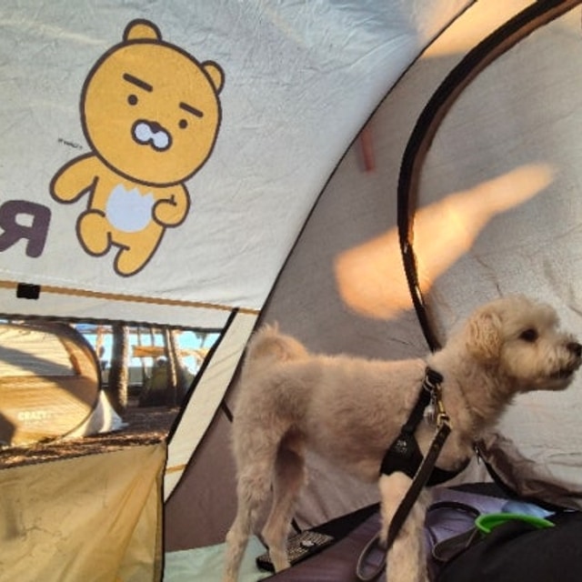 장사해수욕장 야영장 대표 사진