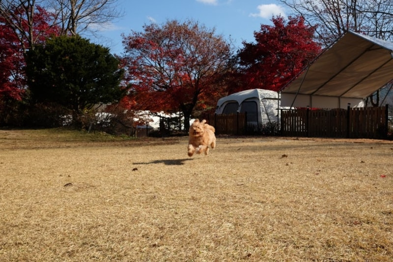 캠핑일지 | 강원도 양구 애견전용 캠핑장 "민트초코 캠핑장"