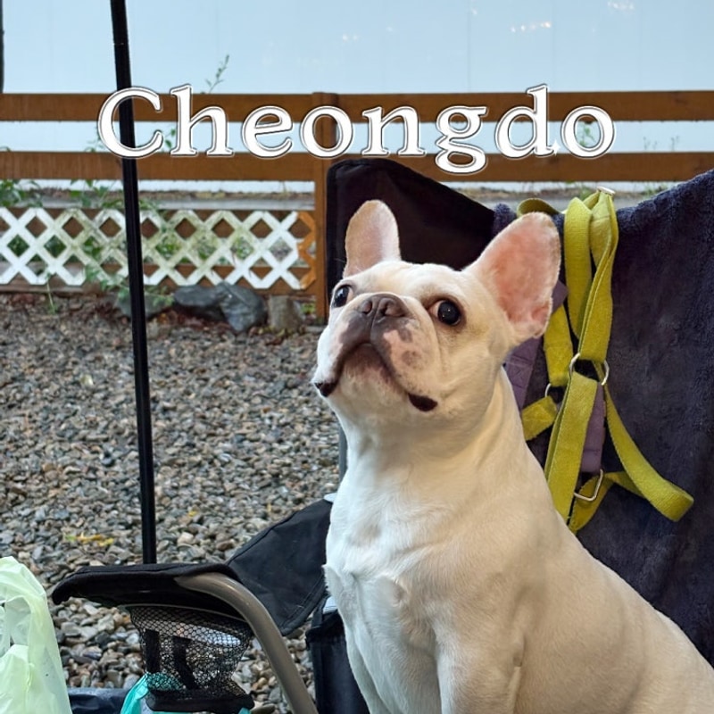 청도 애견동반 캠핑장 추천｜벨캠핑장 솔직 후기 (느티나무존 28)