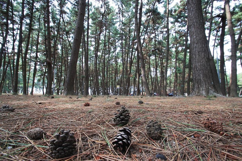솔내음 야영장 시설 사진 14