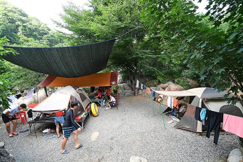 느티나무야영장 대표 사진