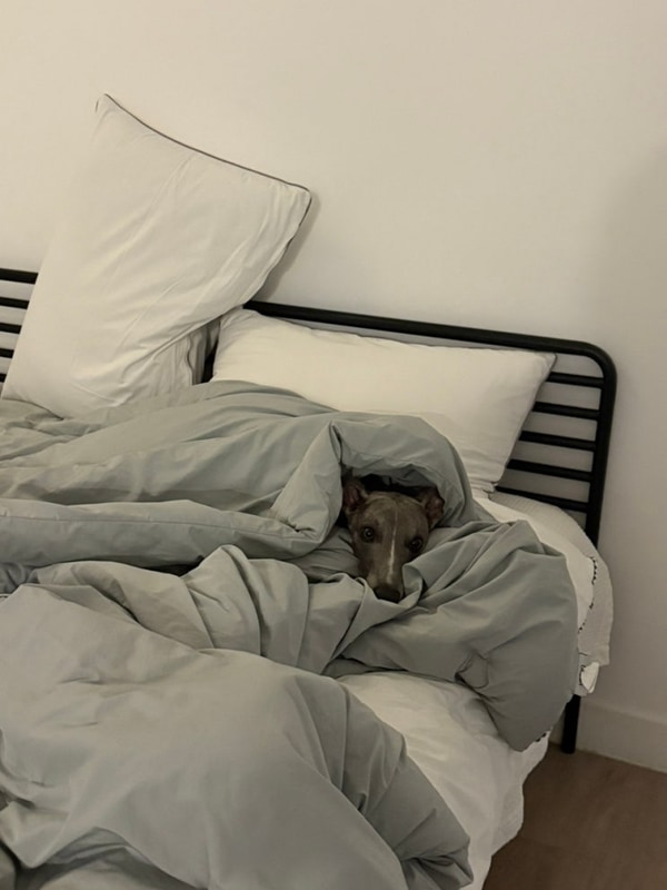 횡성 애견 숙소 ‘도기도기캠프’ 강지들이랑 맛있는 소고기...