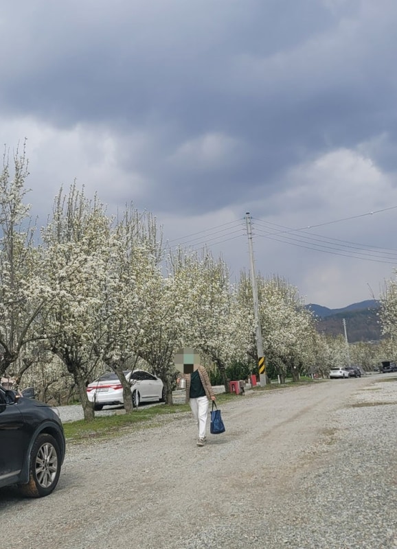 (25.4.12~13.) 봄꽃 캠핑, 예산 팜앤투어 캠핑장 나들이