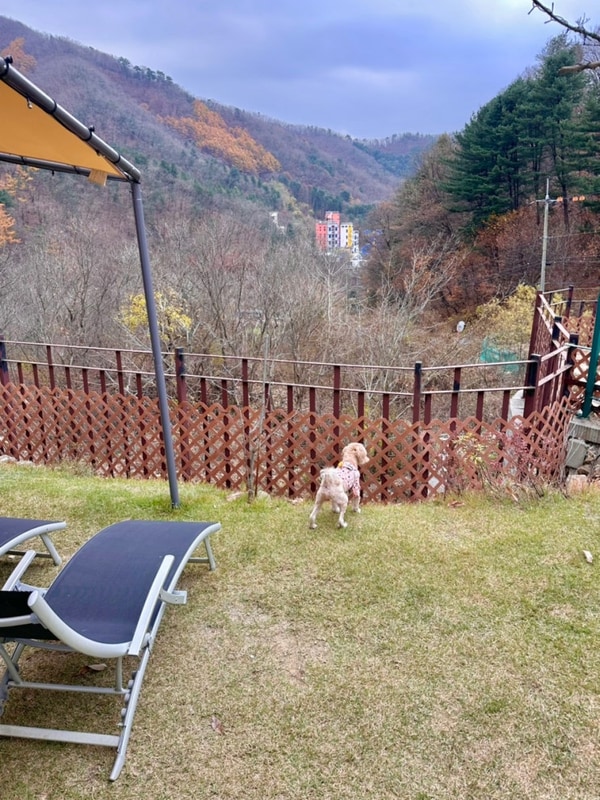 가평 캠프위드펫&애견글램핑 GT4 내돈내산 후기/ 강아지랑...