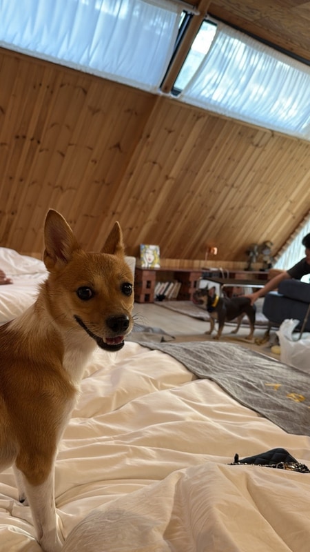 대구 근교 애견동반 글램핑 청도 하비리조트 내돈내산