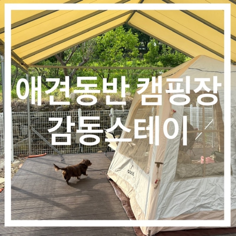 [애견동반캠핑장] 경북 칠곡군 감동스테이캠프 재방문 애견동반...