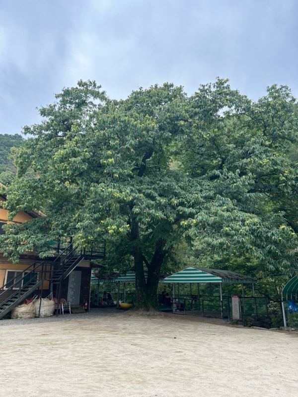 [가평] 자우림캠핑장 / 인생계곡 / 폴라리스M1...