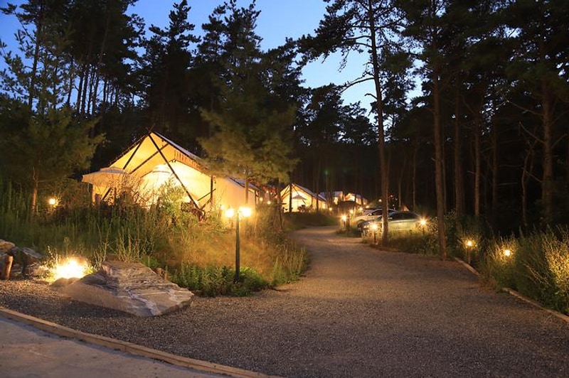 Black tree 대표 사진