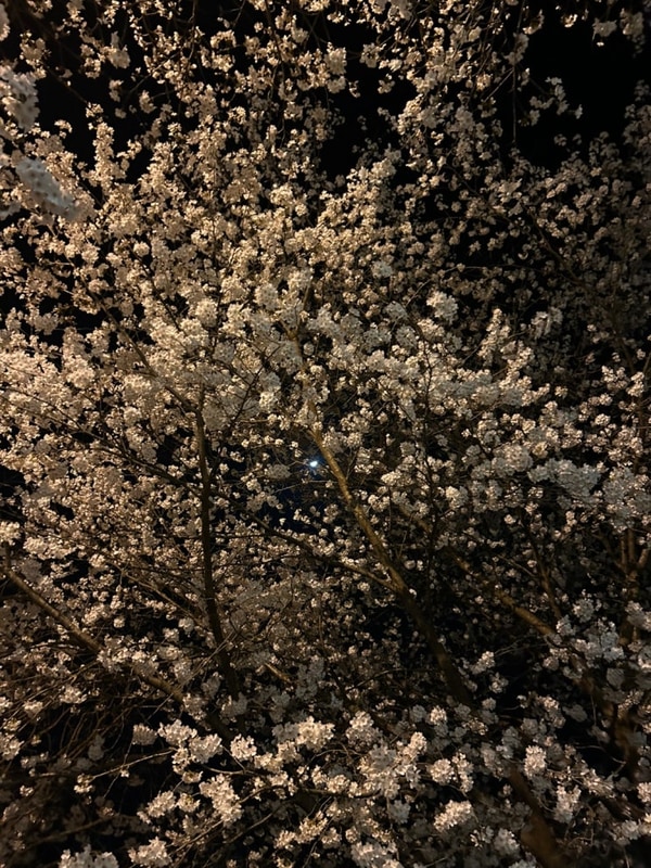 양산 라라캠핑장 근처 식당 추천? 차사발국수 솔직 후기