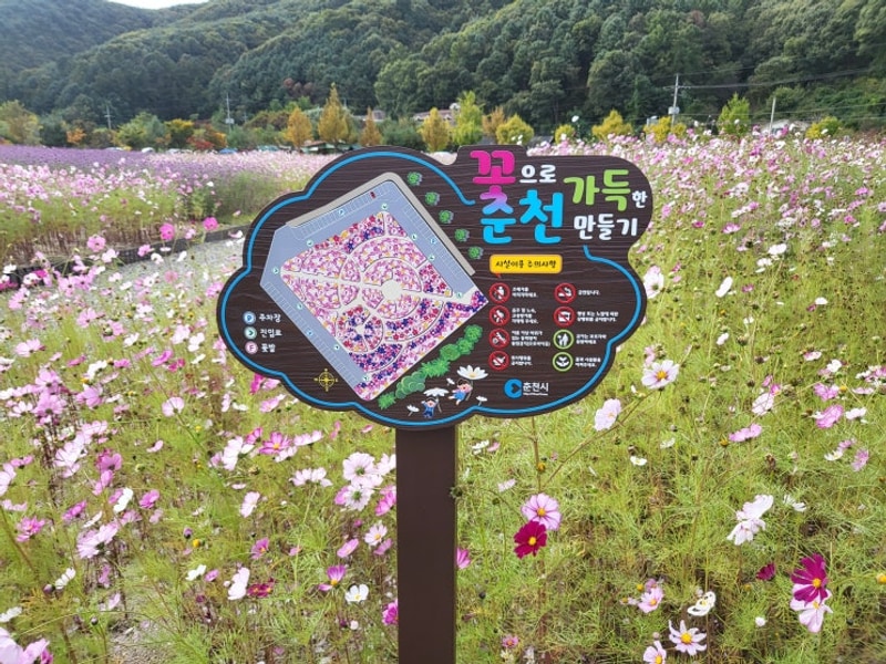 춘천 코스모스 명소 춘천박사마을 어린이글램핑장 추천