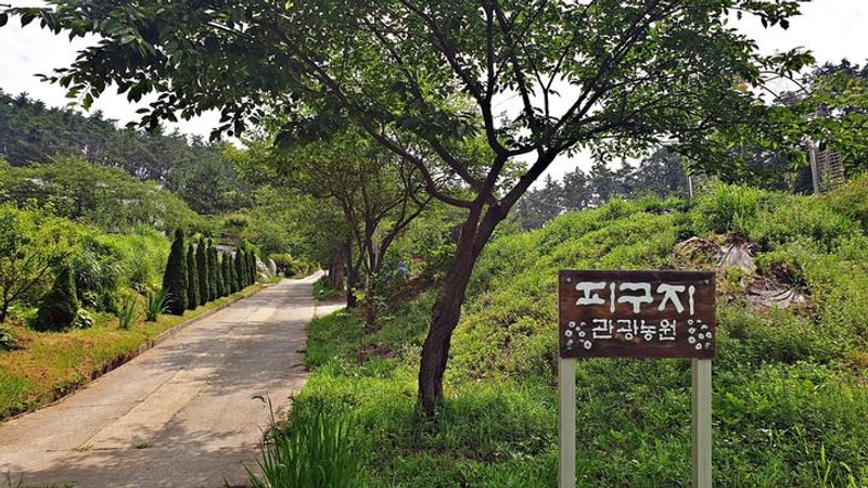 피구지 관광농원 대표 사진