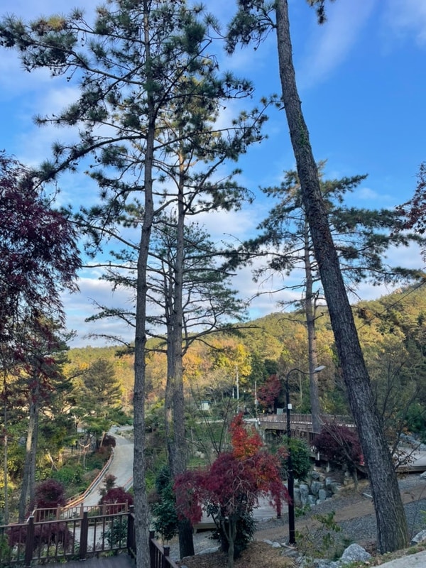 영암군 국민여가캠핑장 (24.11.24-25)