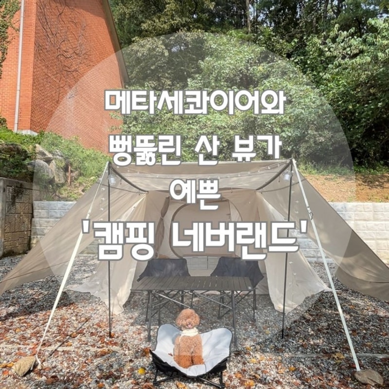 [가평신생캠핑장:캠핑네버랜드]산과 메타세콰이어뷰가 멋진...